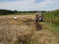 14 08 2011 3779 Brand Maehdrescher Arbing