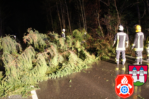 22 01 2012 Baum auf Strasse Rotter Forst