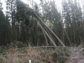 IMG 4535