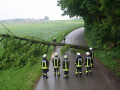 2016 05 24 6794 BaumAufFahrbahn Dinding