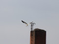IMG 4678