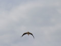 IMG 4682