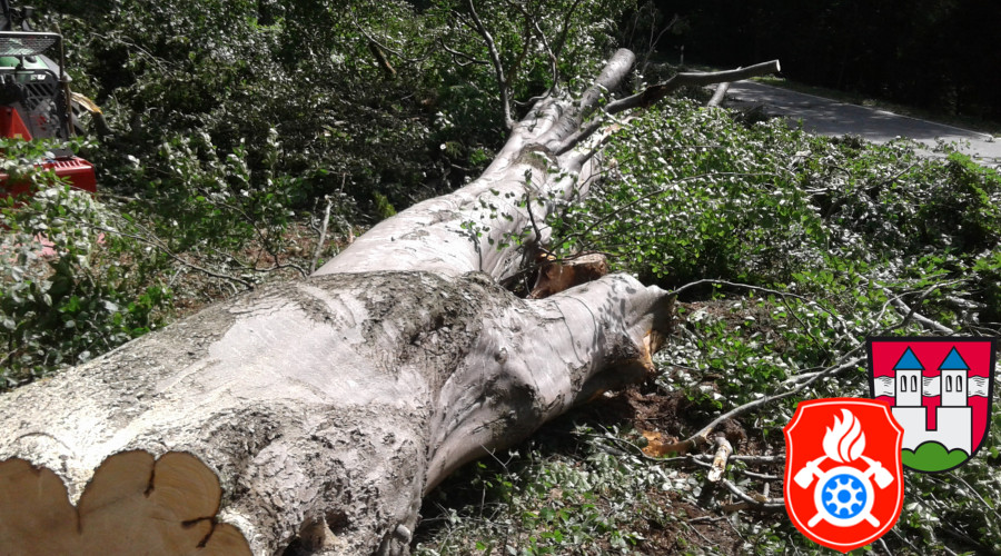 20170824 RO 41 Baumf  llarbeiten  16 