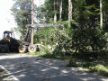 20170824 RO 41 Baumf  llarbeiten  20 