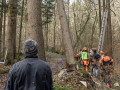 Maibaum Fa  llen 2019 1