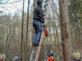 Maibaum Fa  llen 2019 3