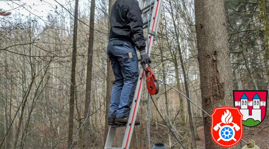 Maibaum Fa  llen 2019 3