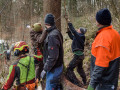Maibaum Fa  llen 2019 4