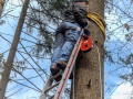 Maibaum Fa  llen 2019 5