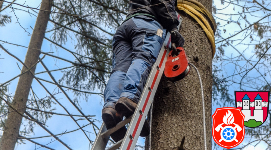 Maibaum Fa  llen 2019 5