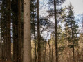 Maibaum Fa  llen 2019 7
