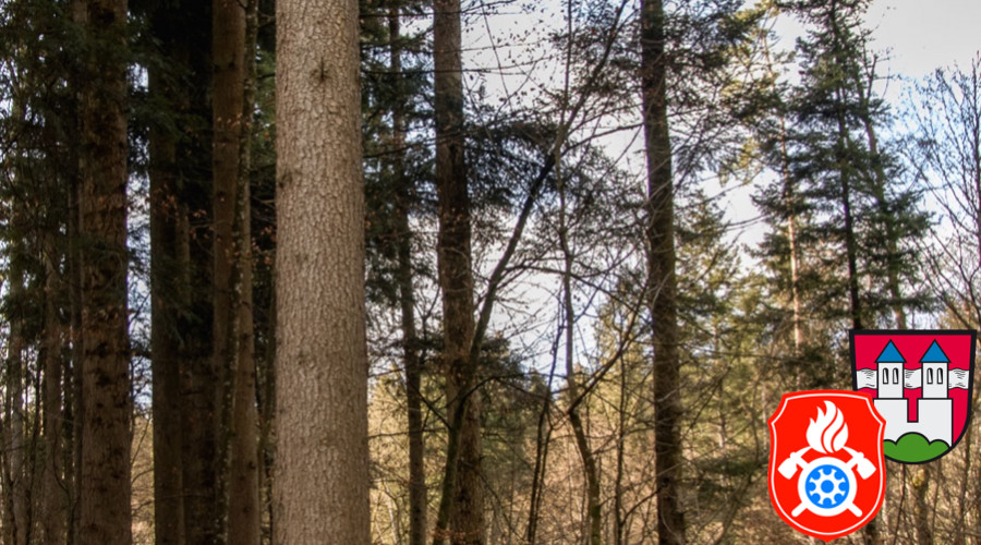 Maibaum Fa  llen 2019 7